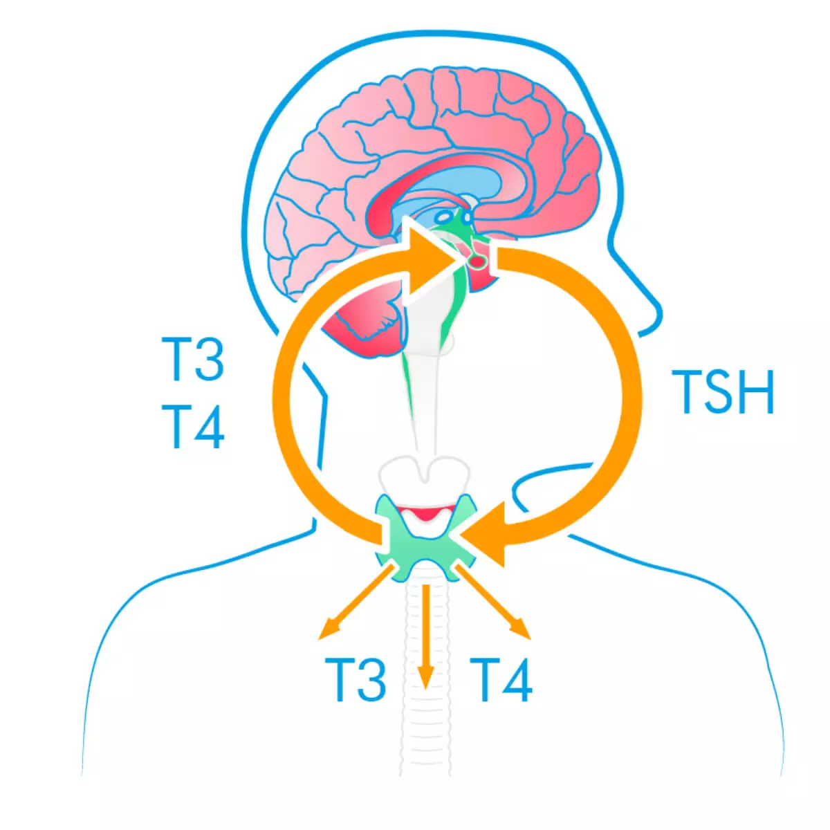 Test thyroïdien de Bloom Test thyroïdien de Bloom