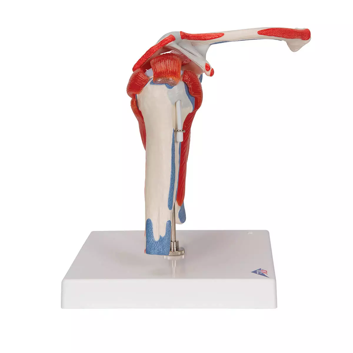  Schoudergewricht model