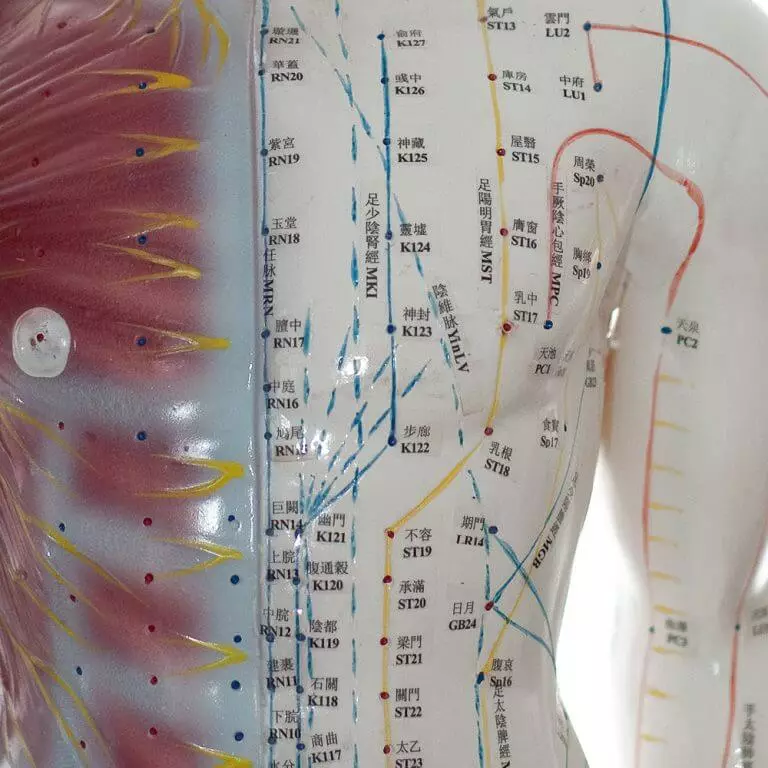  Modèle d'acupuncture masculin