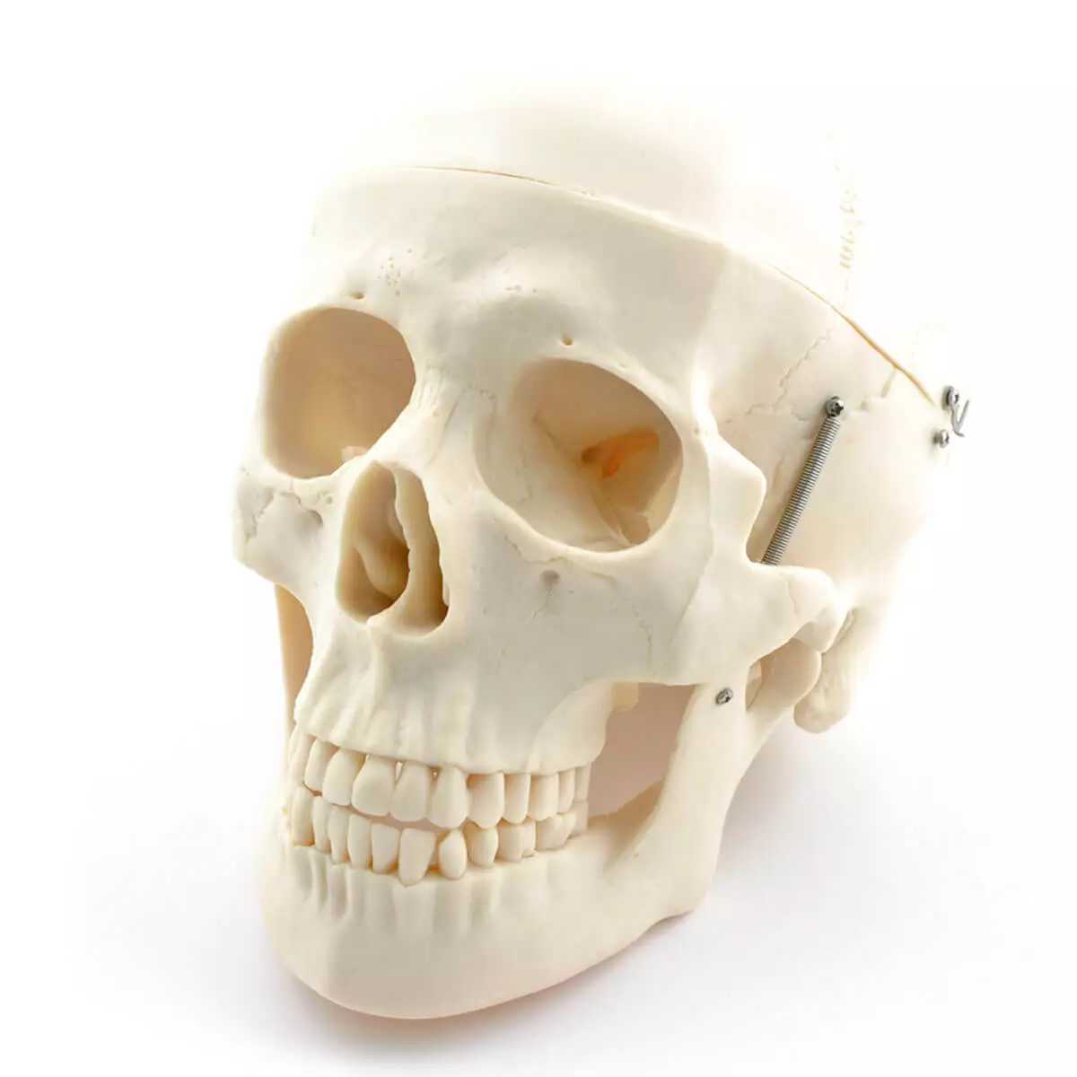  Menselijk skelet