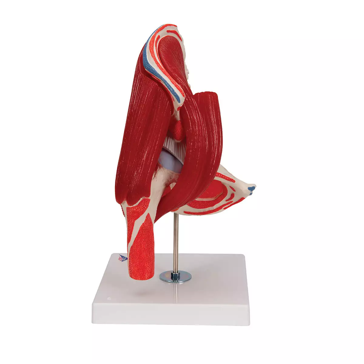  Heupgewricht model