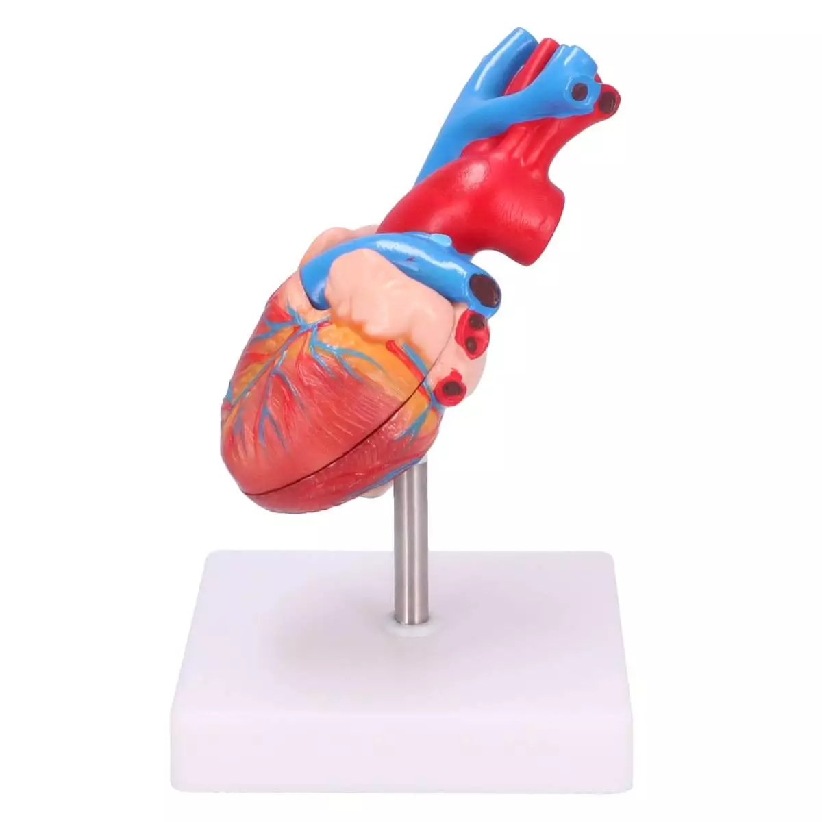  anatomisch hartmodel