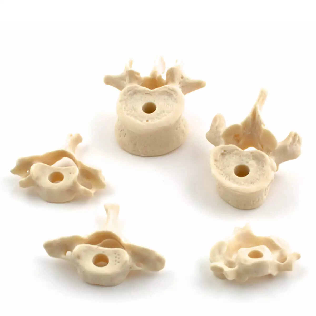  Menselijk skelet