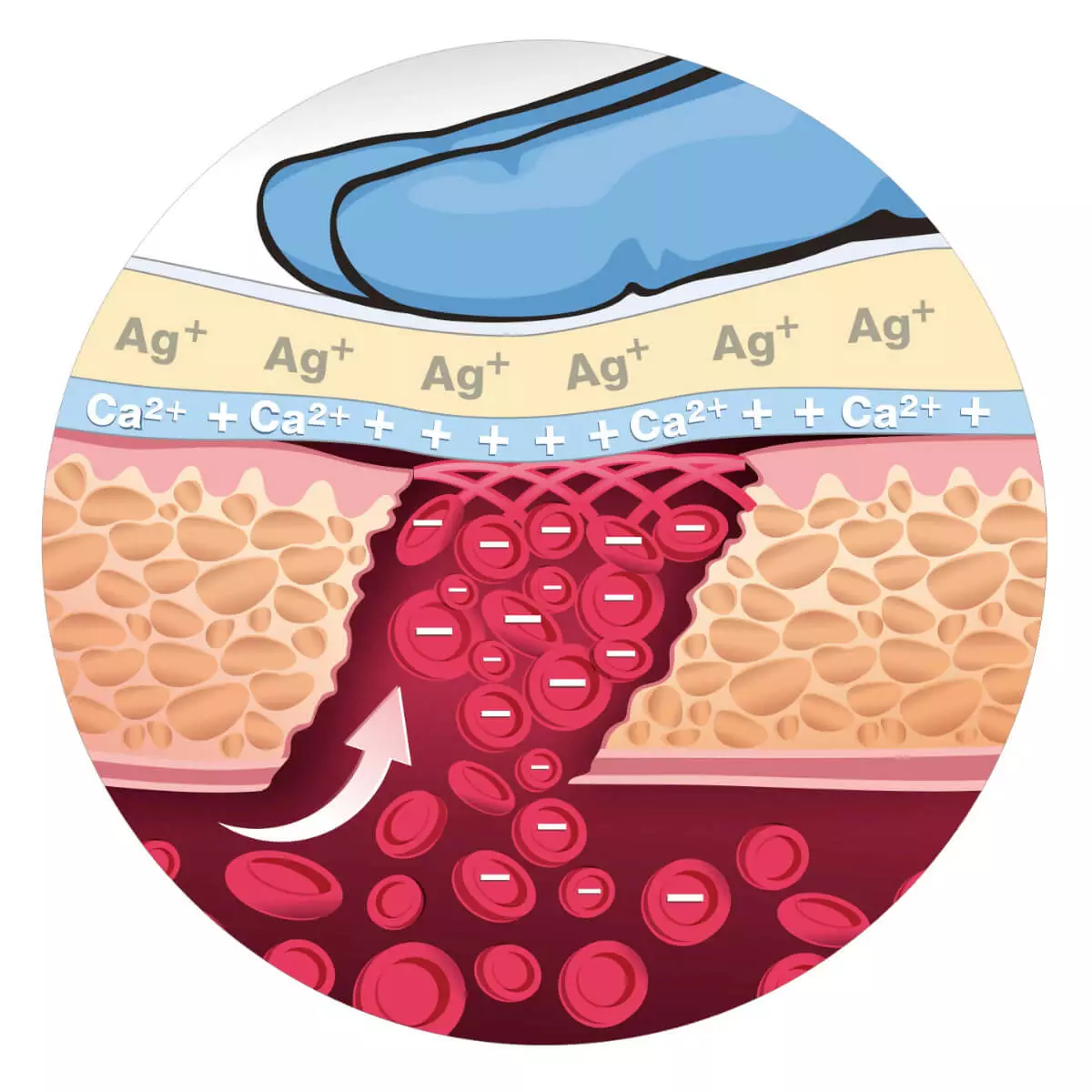  Hemostatisch verband Tromboguard
