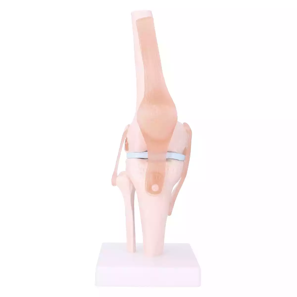  Anatomisch model kniegewricht