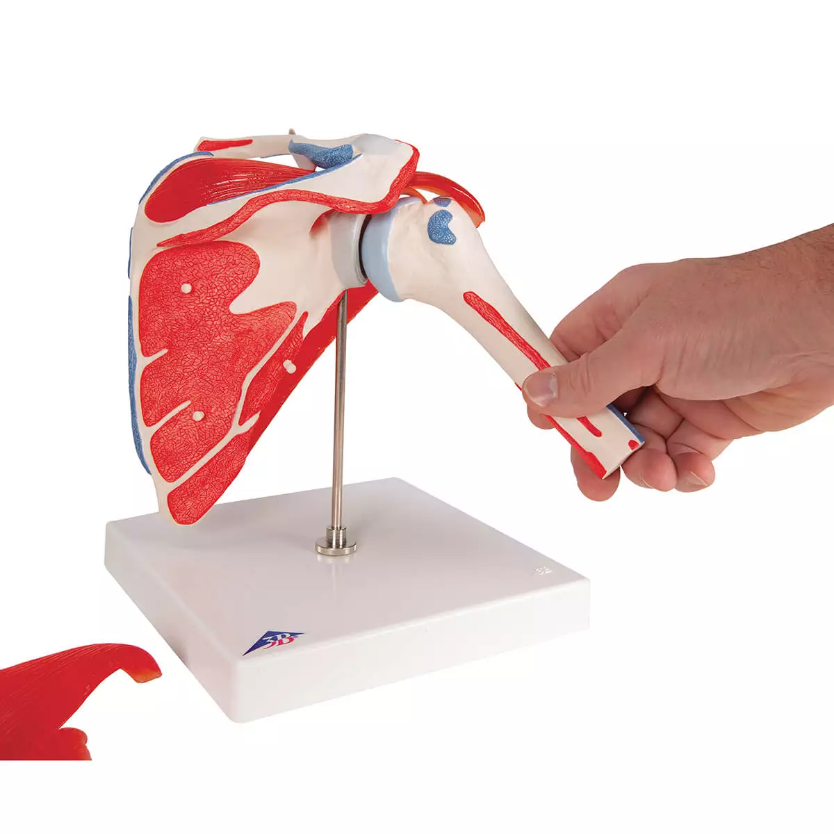  Schoudergewricht model