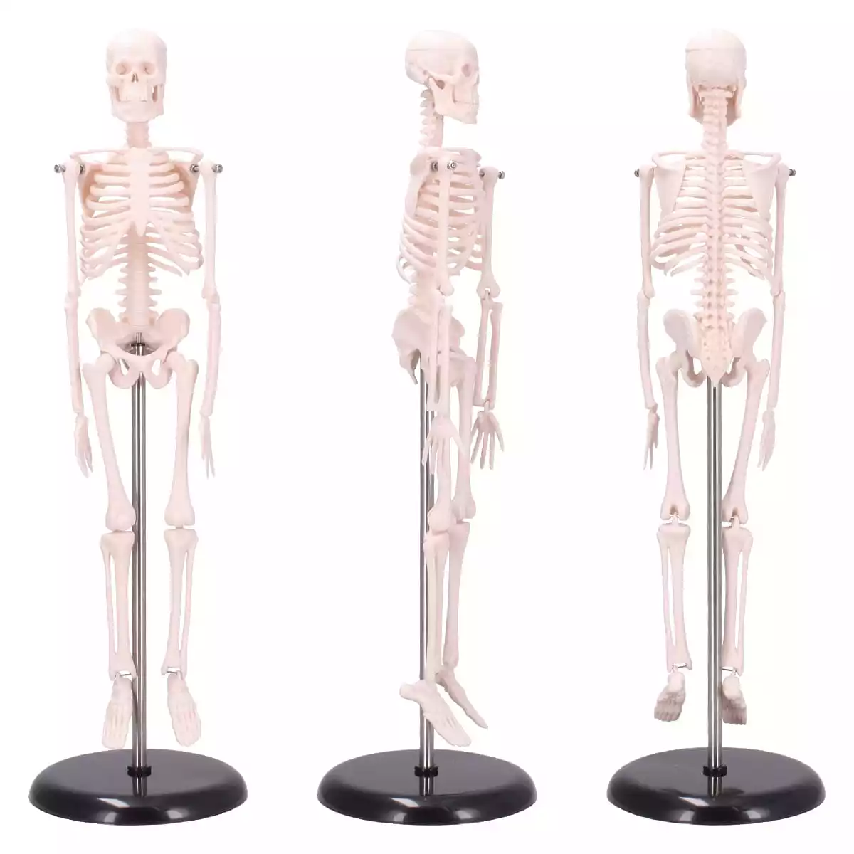  Mini skelet