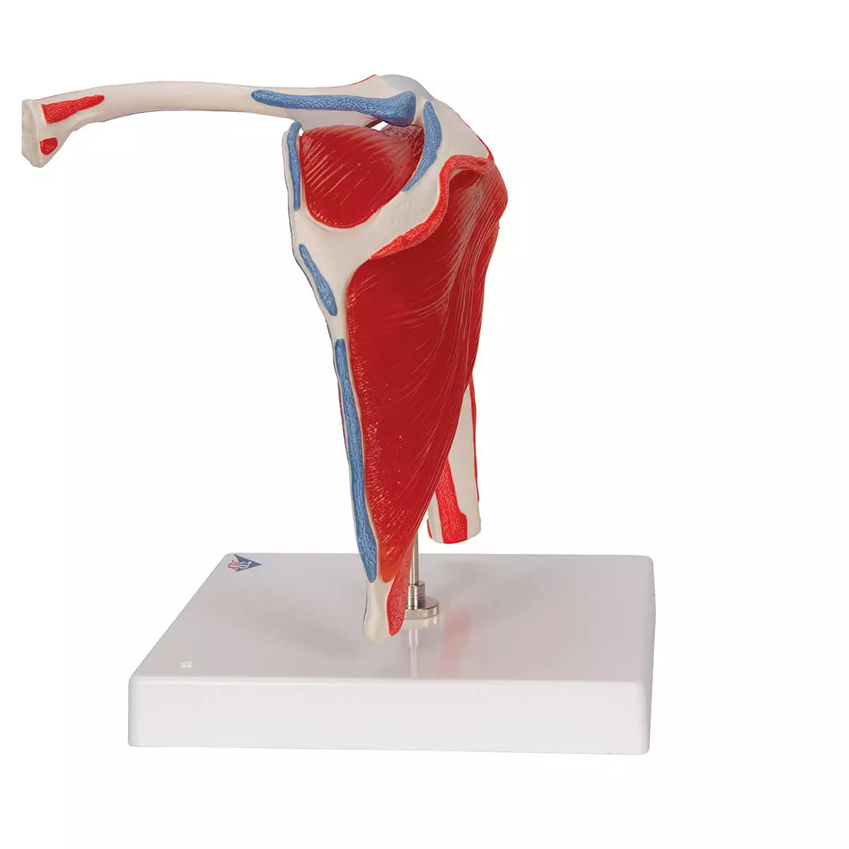  Schoudergewricht model