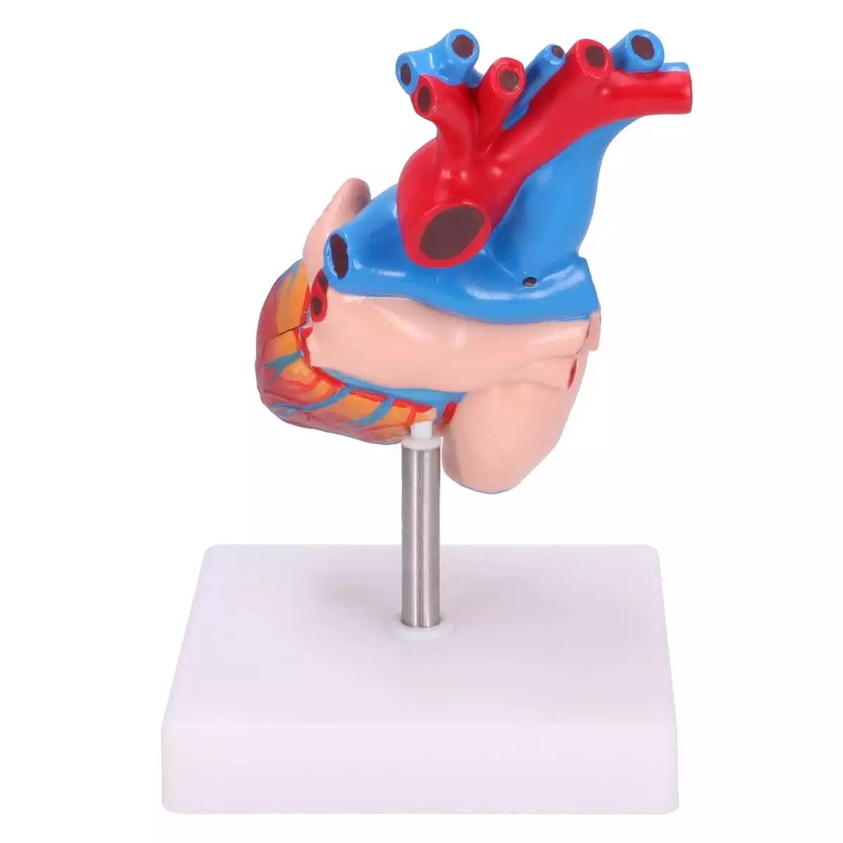  anatomisch hartmodel