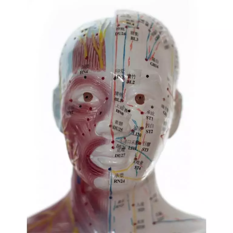  Modèle d'acupuncture masculin