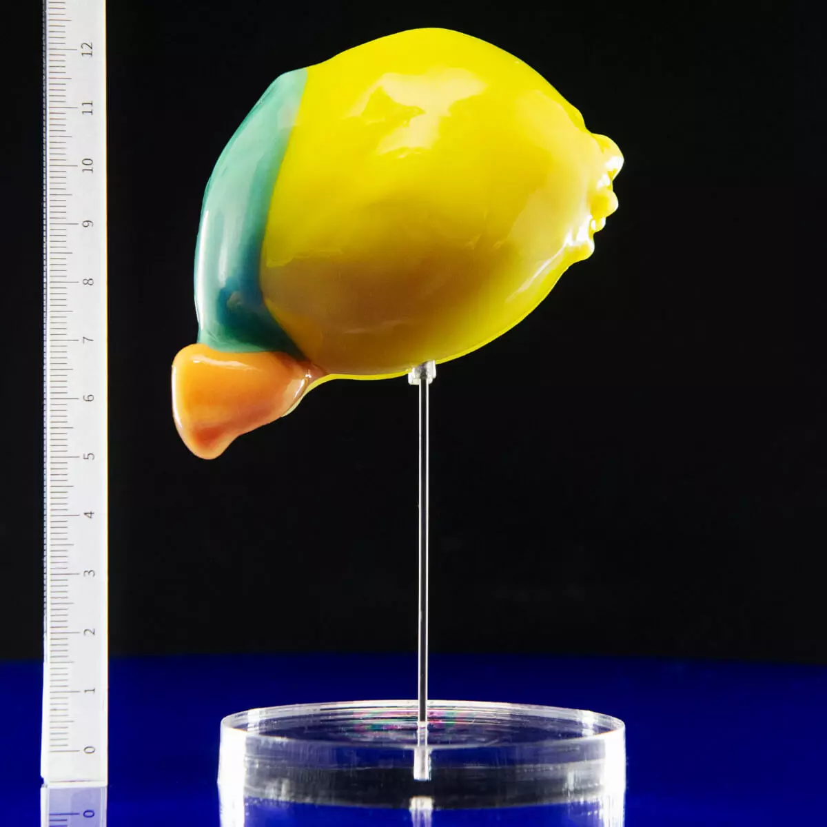  Embryomodellen van de carnegiestadia