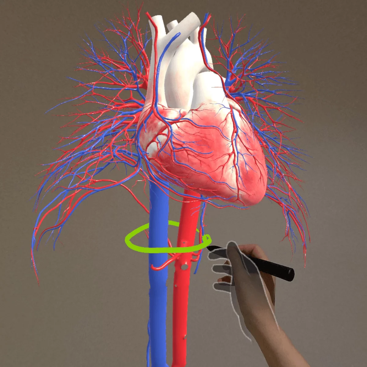 Application d’anatomie en réalité mixte « Corpus » pour Meta Quest 3/3S Application d’anatomie en réalité mixte « Corpus » pour Meta Quest 3/3S