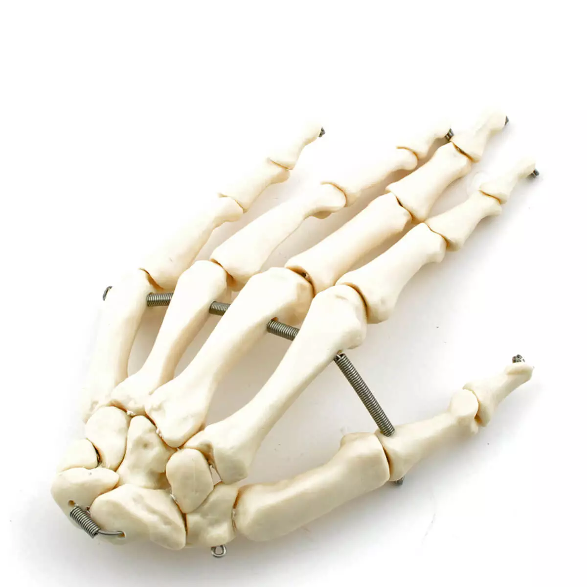  Menselijk skelet