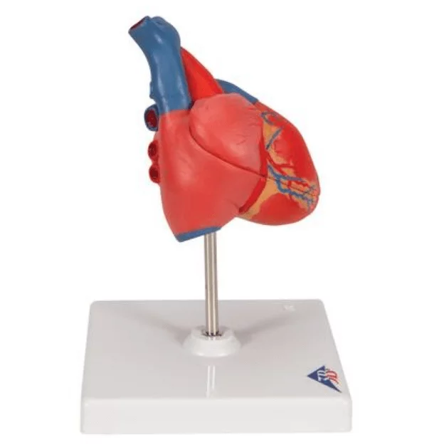 Anatomisch hart model