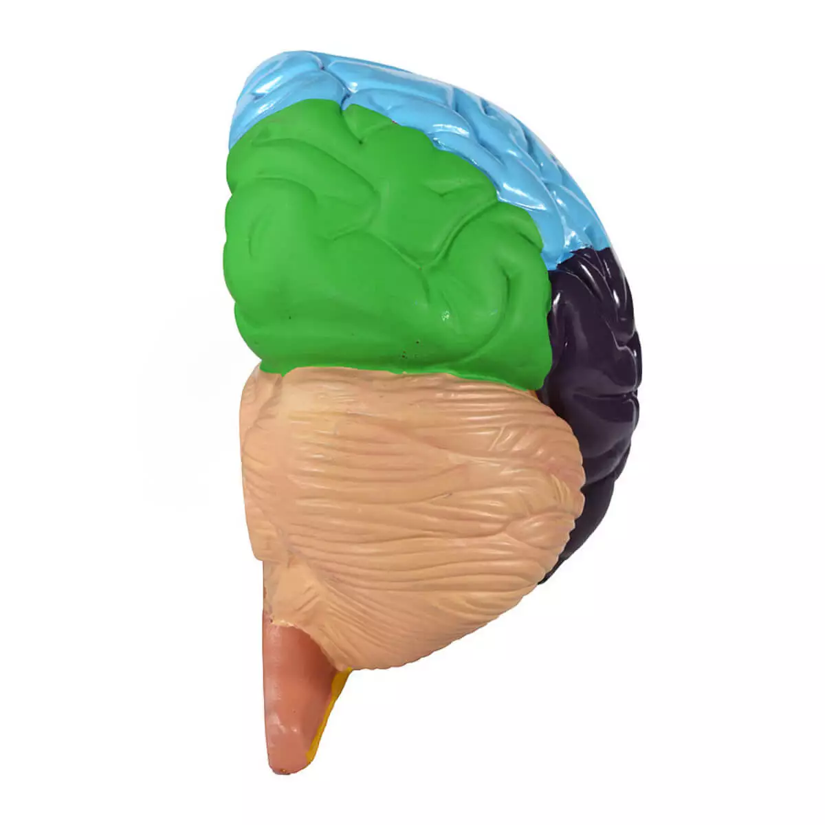  Modèle cérébral des aires de Brodmann