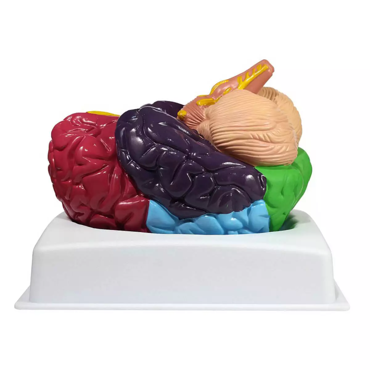  Modèle cérébral des aires de Brodmann