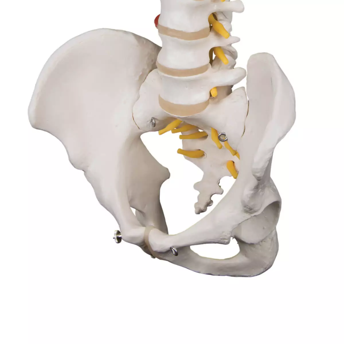  Flexibel wervelkolom model