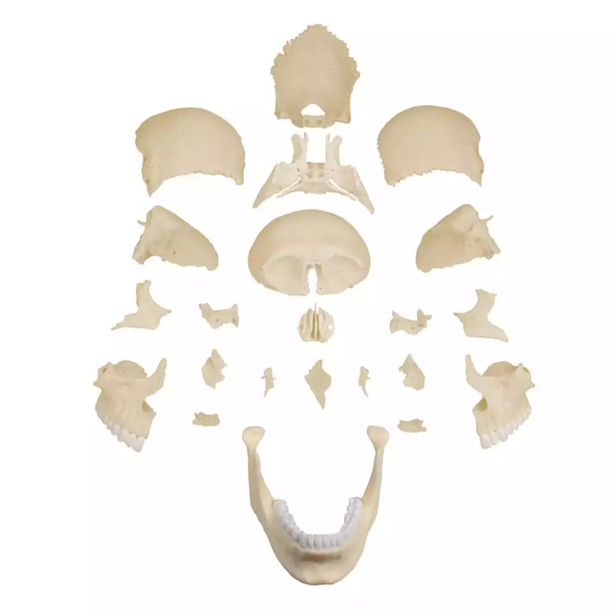  Osteopathie schedelmodel
