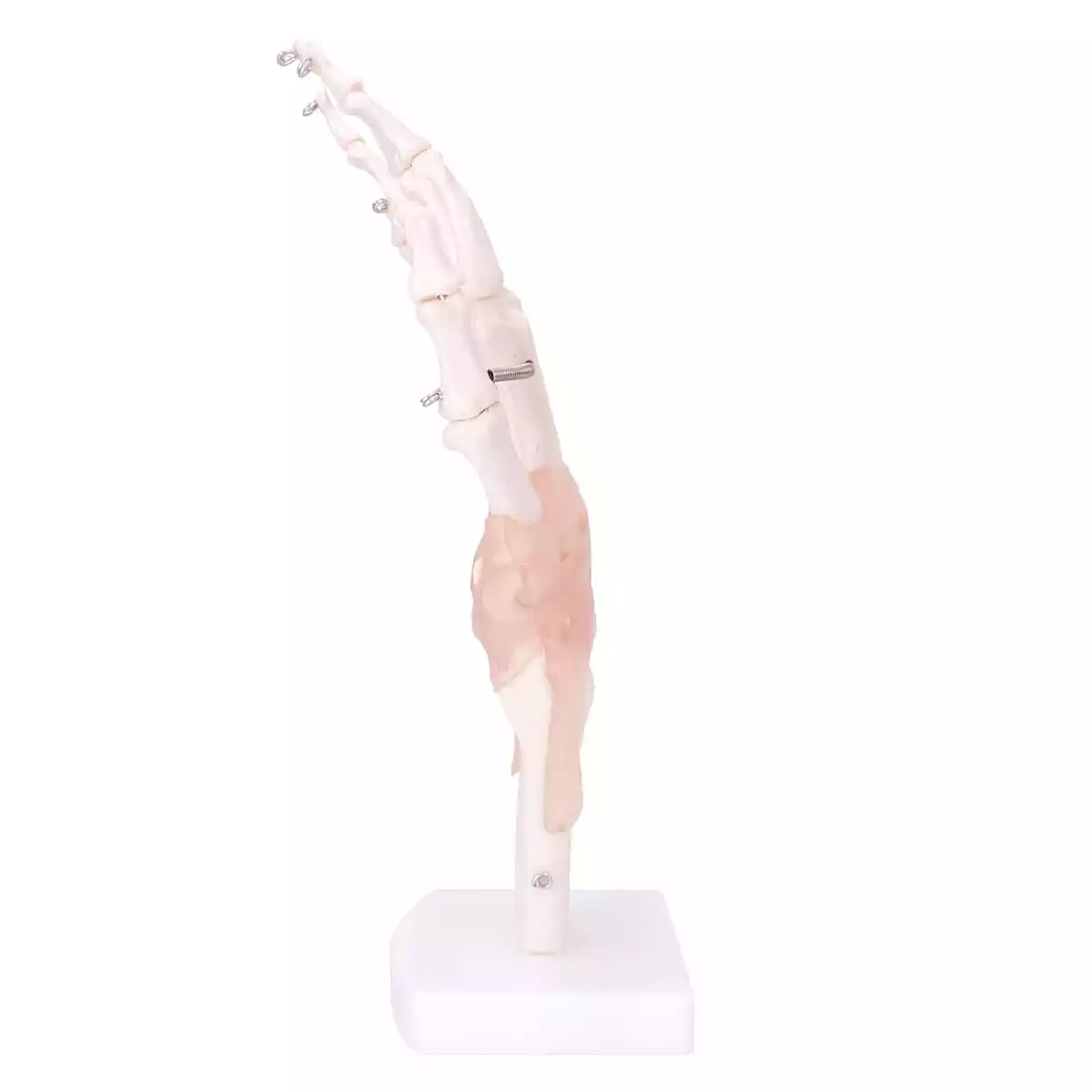  Model Anatomisch Hand Skelet