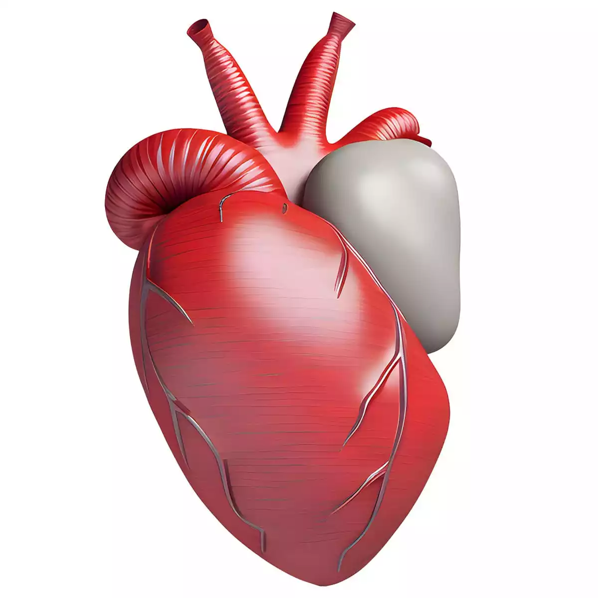 Cardiology stethoscopen