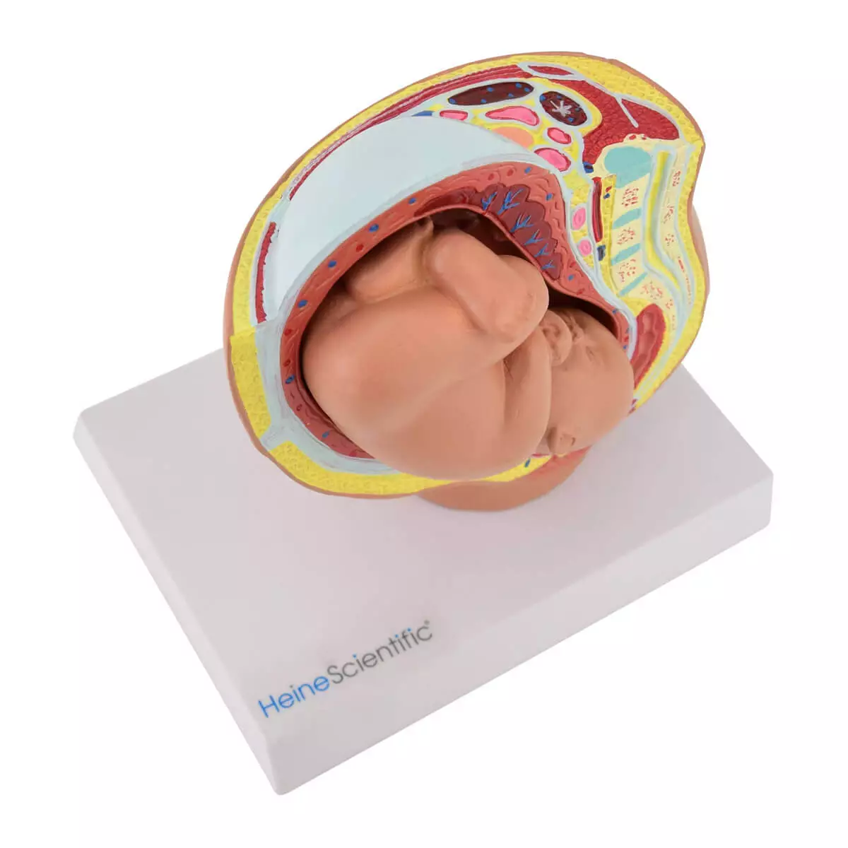  Miniatuurmodel bekken met foetus