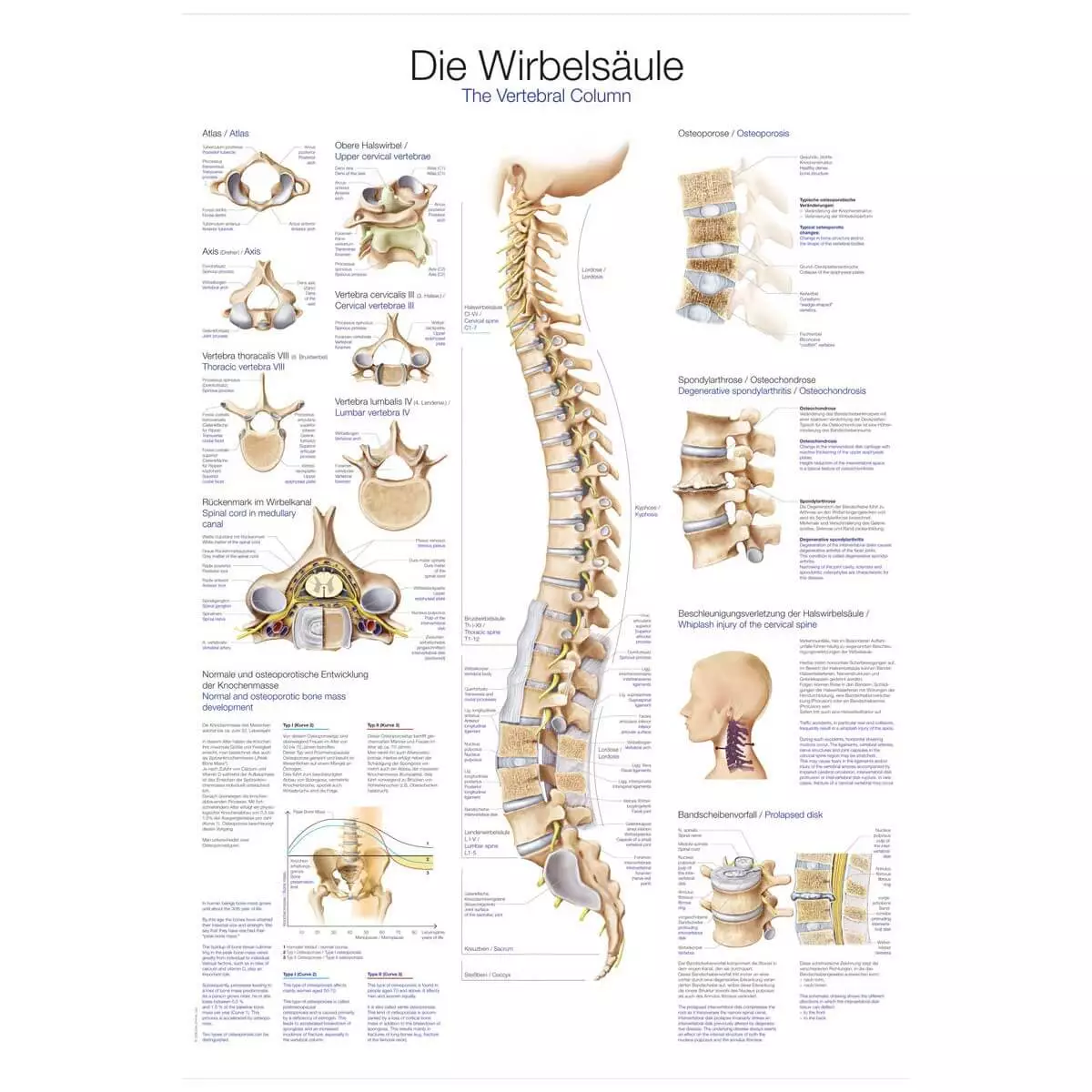  Onderwijstabel - De wervelkolom