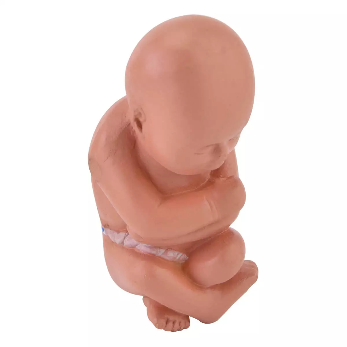  Miniatuurmodel bekken met foetus
