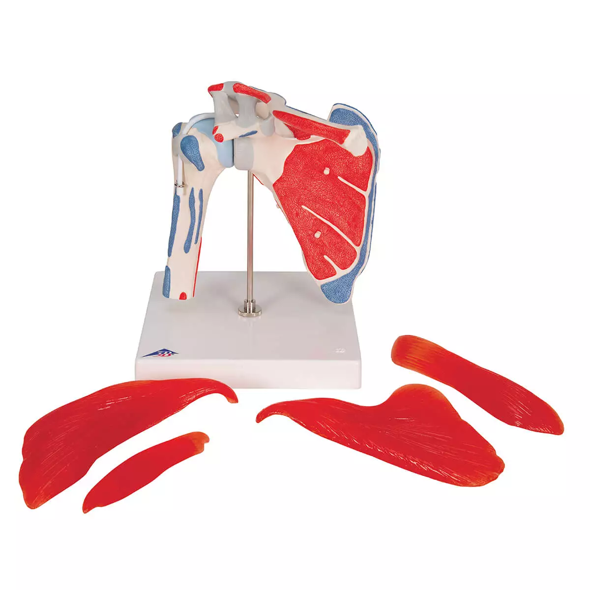  Schoudergewricht model