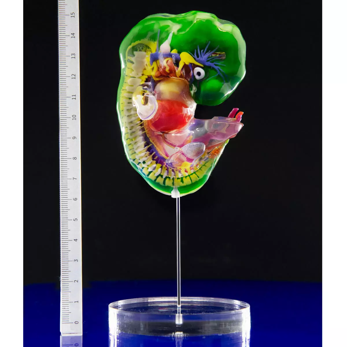  Embryomodellen van de carnegiestadia