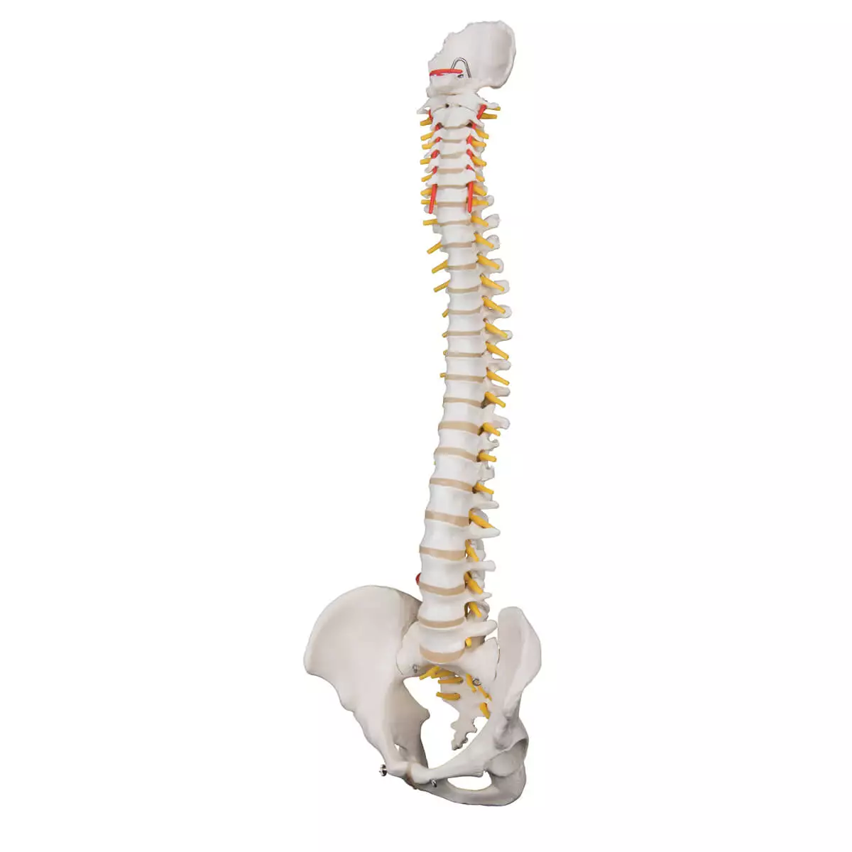  Flexibel wervelkolom model