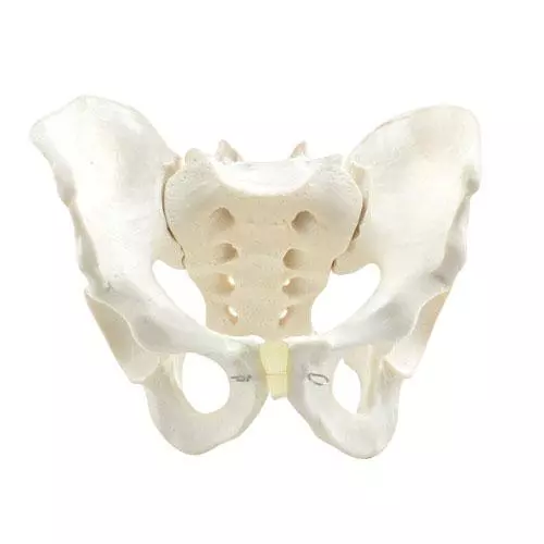  Model Anatomisch Bekken