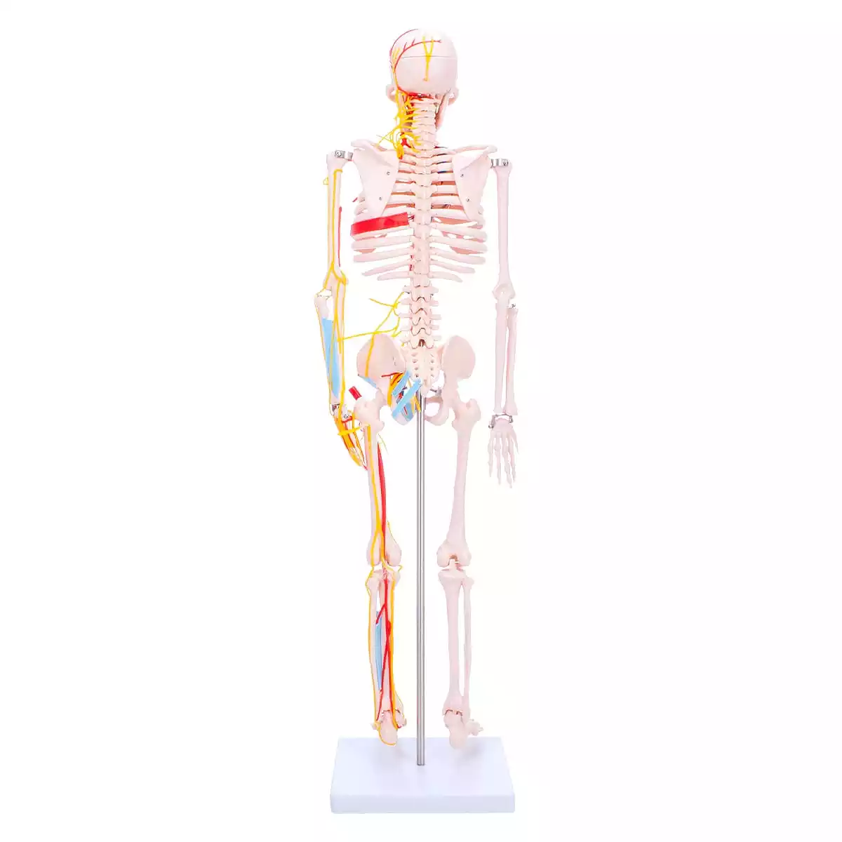  Anatomisch skeletmodel