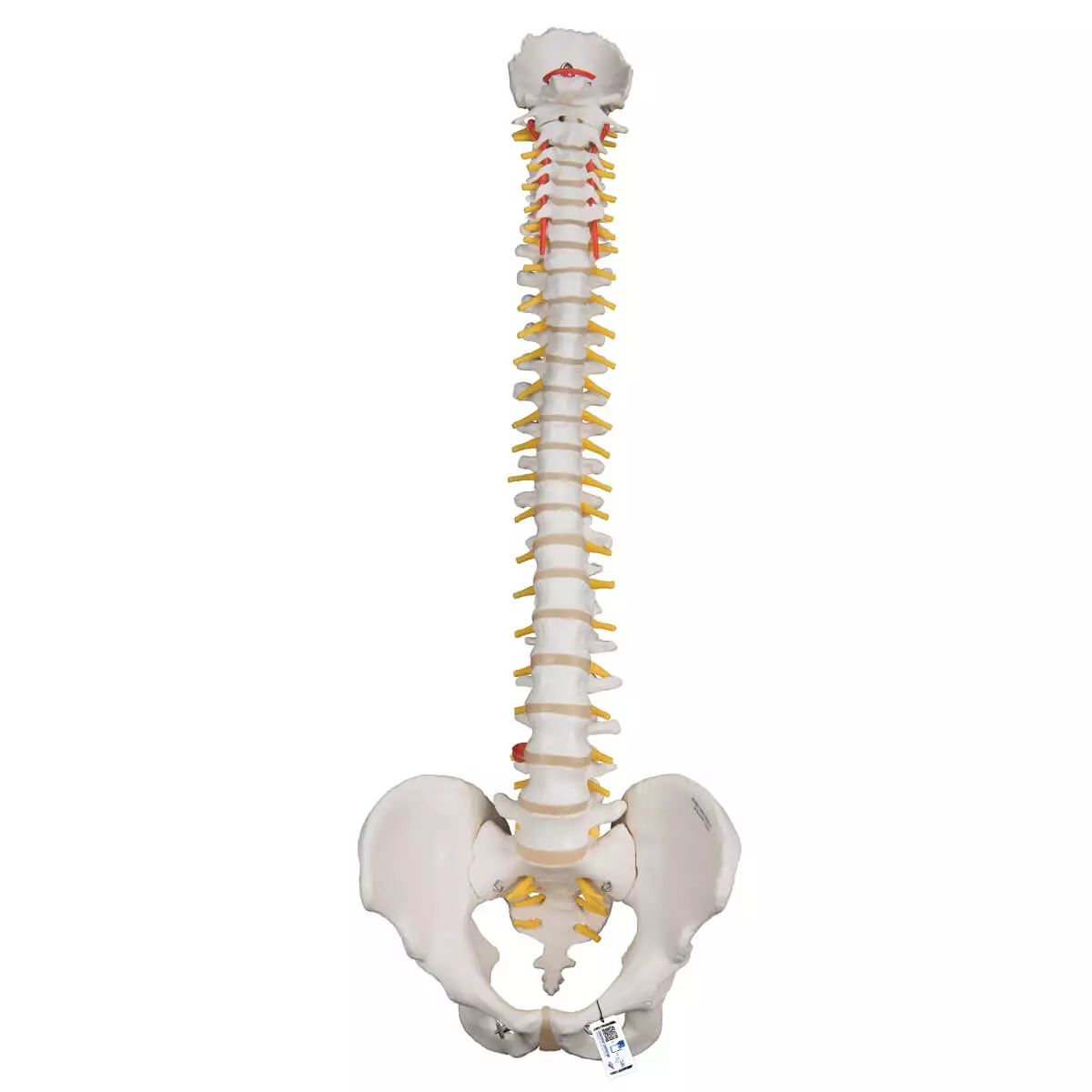  Flexibel wervelkolom model