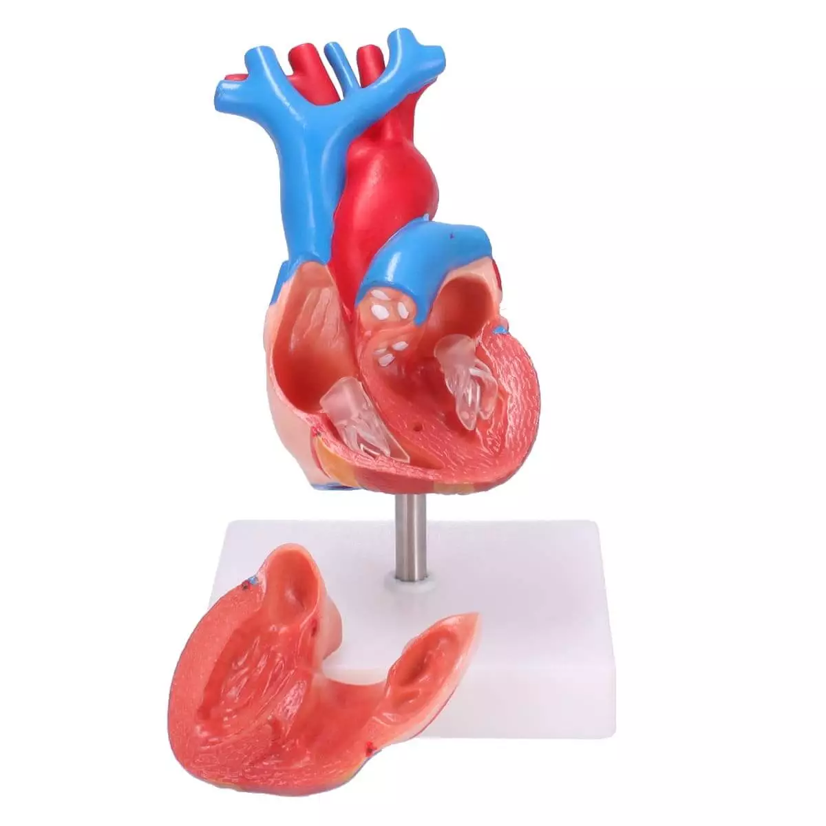  anatomisch hartmodel