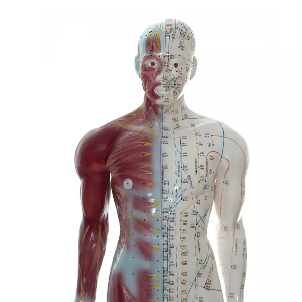  Modèle d'acupuncture masculin