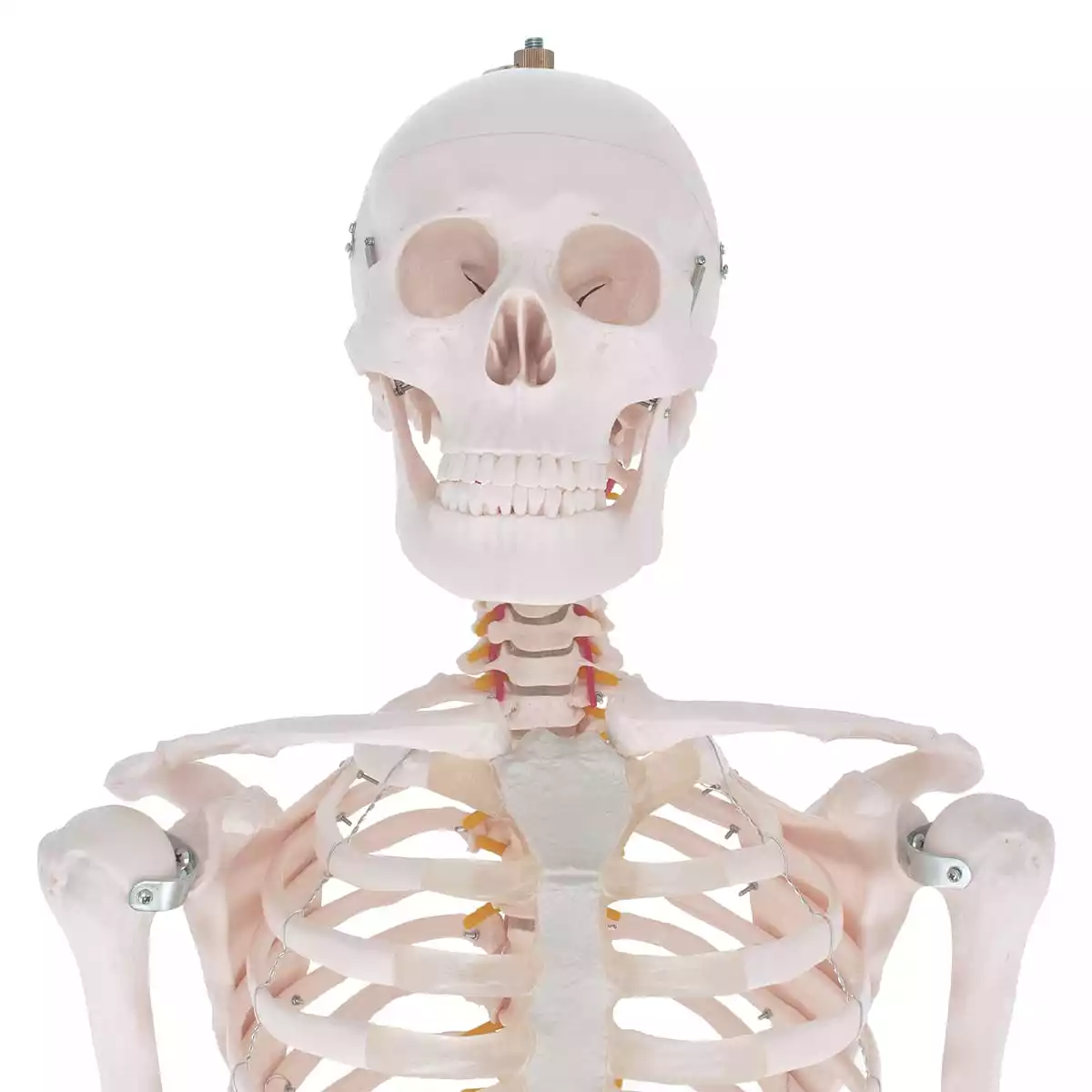  Menselijk skelet