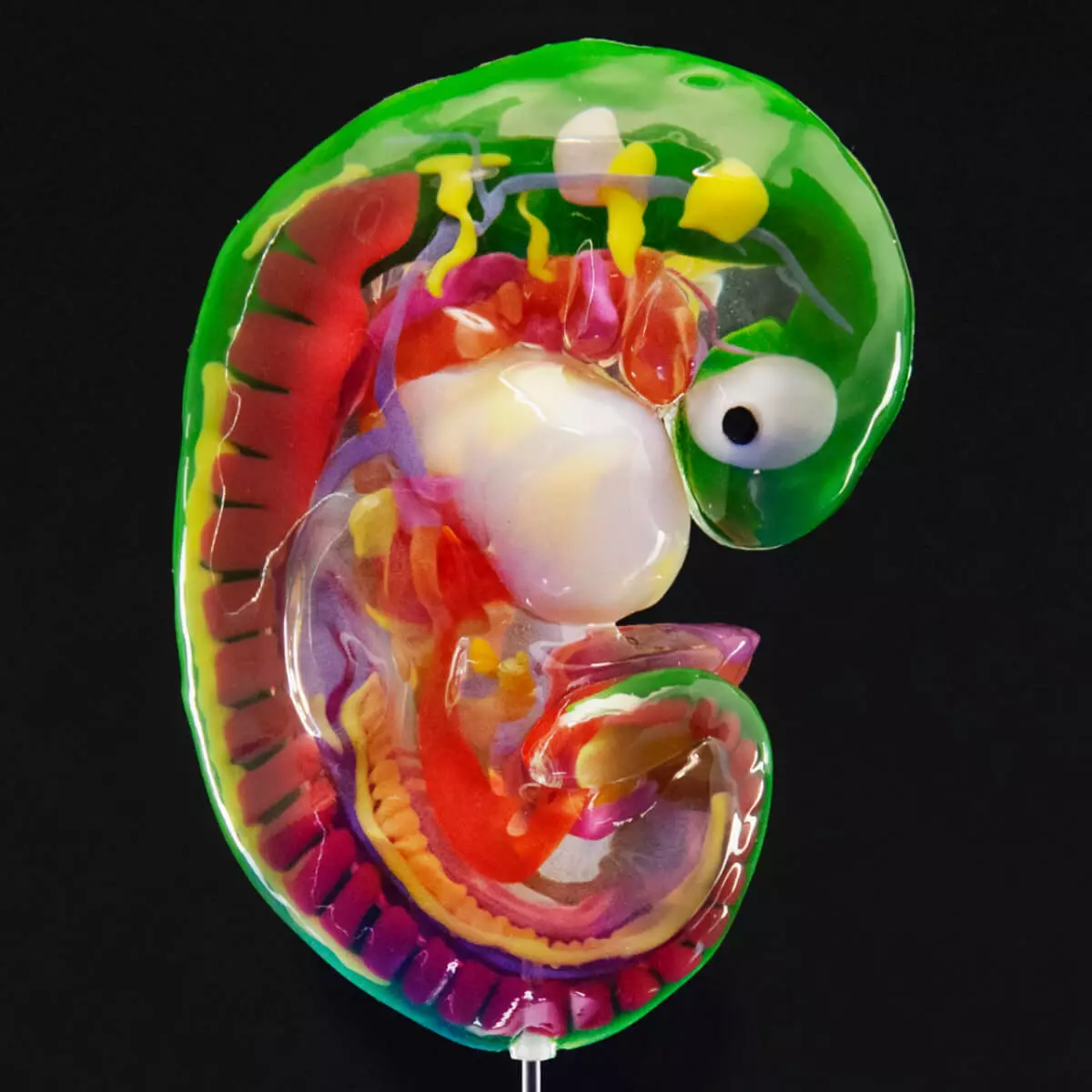  Embryomodellen van de carnegiestadia