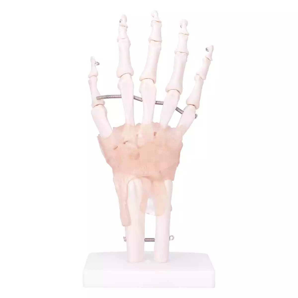  Model Anatomisch Hand Skelet