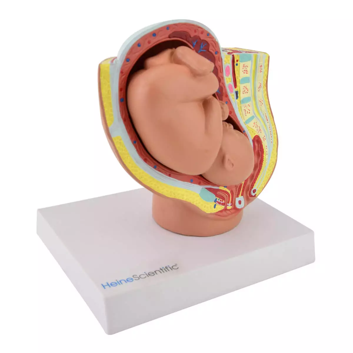  Miniatuurmodel bekken met foetus