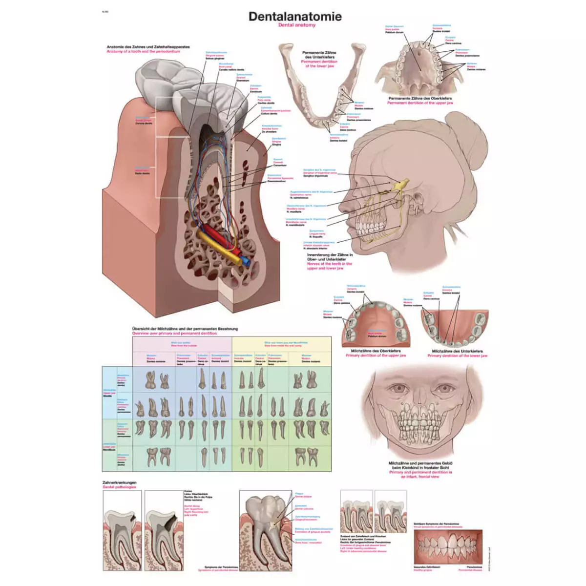  Didactisch schema - Anatomie van de tanden