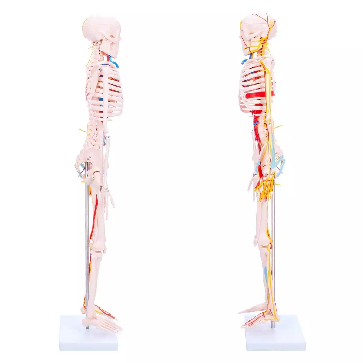  Anatomisch skeletmodel