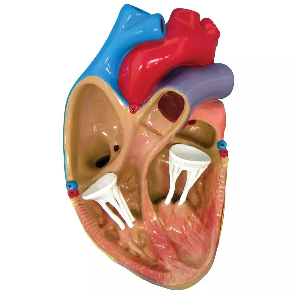  3 Mini Hart Model Set