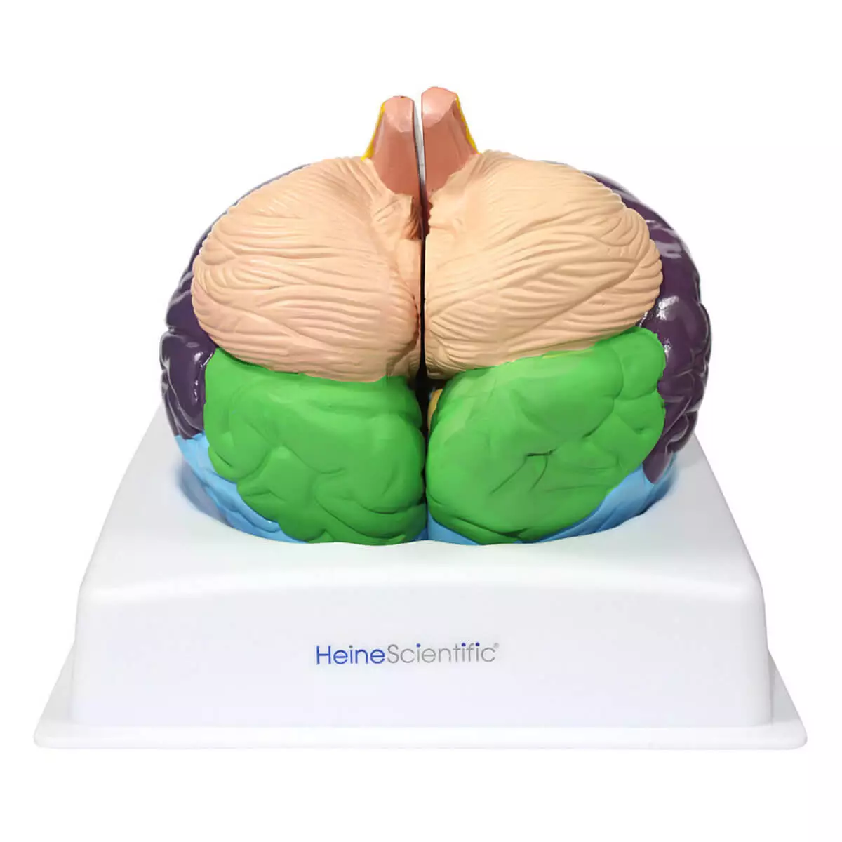  Modèle cérébral des aires de Brodmann